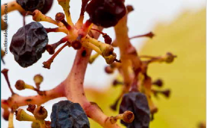 rischio agricoltura
